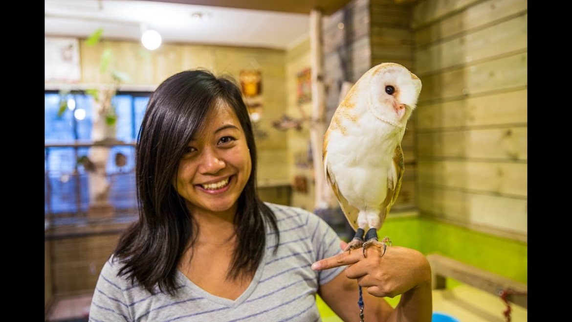 Osaka Japan | Day 3 | Owl Cafe, Vending Machines, Street Food, Sushi Train Osaka Japan | Day 3 | Owl Cafe, Vending Machines, Street Food, Sushi Train