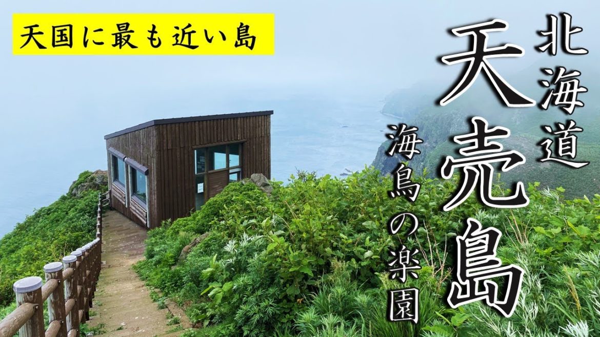 天国の島|北海道天売島は衝撃的な島でした【海鳥の楽園】 天国の島|北海道天売島は衝撃的な島でした【海鳥の楽園】
