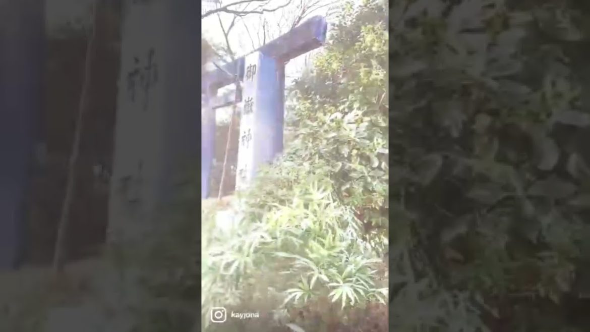 Hidden places in nagoya japan.#shorts #shortfeed #shrine #japanculture #japanlife #visitjapan