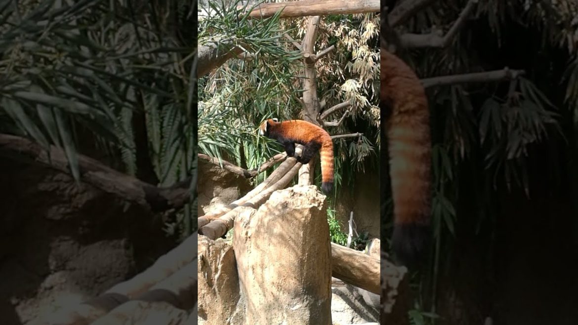 Cute Red Panda at Kobe Animal Kingdom, KOBE JAPAN #Shorts Cute Red Panda at Kobe Animal Kingdom, KOBE JAPAN #Shorts