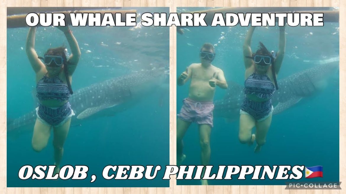 Oslob, Whale Shark Adventure || Cebu, Philippines .#oslob #cebu #whalesharkwatching #SeñoraTravel