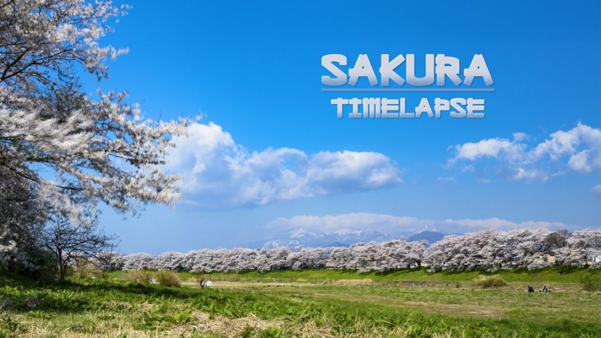 Sakura 2017 Timelapse | Japan's Cherry Blossoms 4K
