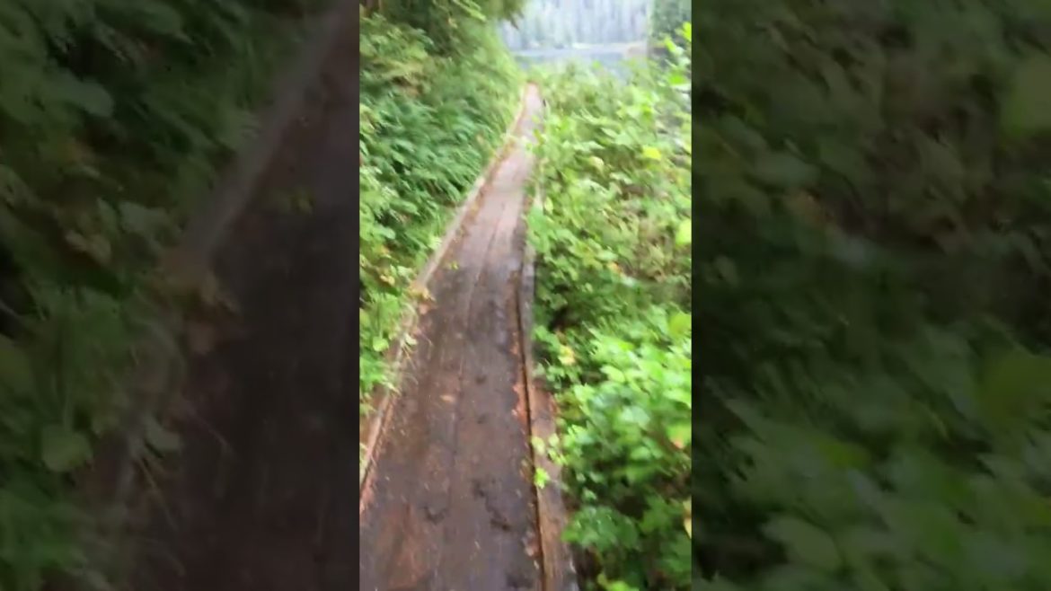 Alaska Salmon Run Ketchikan