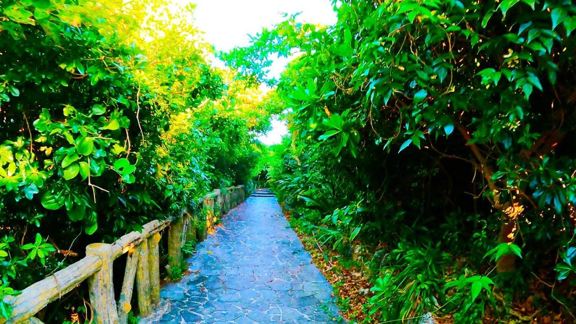 [4K] Ghost Forest in Okinawa-沖縄 | Naha City in Japan
