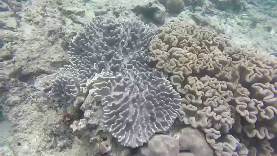 Snorkeling - Sunabe Seawall, Okinawa, Japan