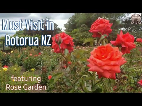 Rose Garden in Rotorua New Zealand | Things to do in Rotorua NZ Rose Garden in Rotorua New Zealand | Things to do in Rotorua NZ