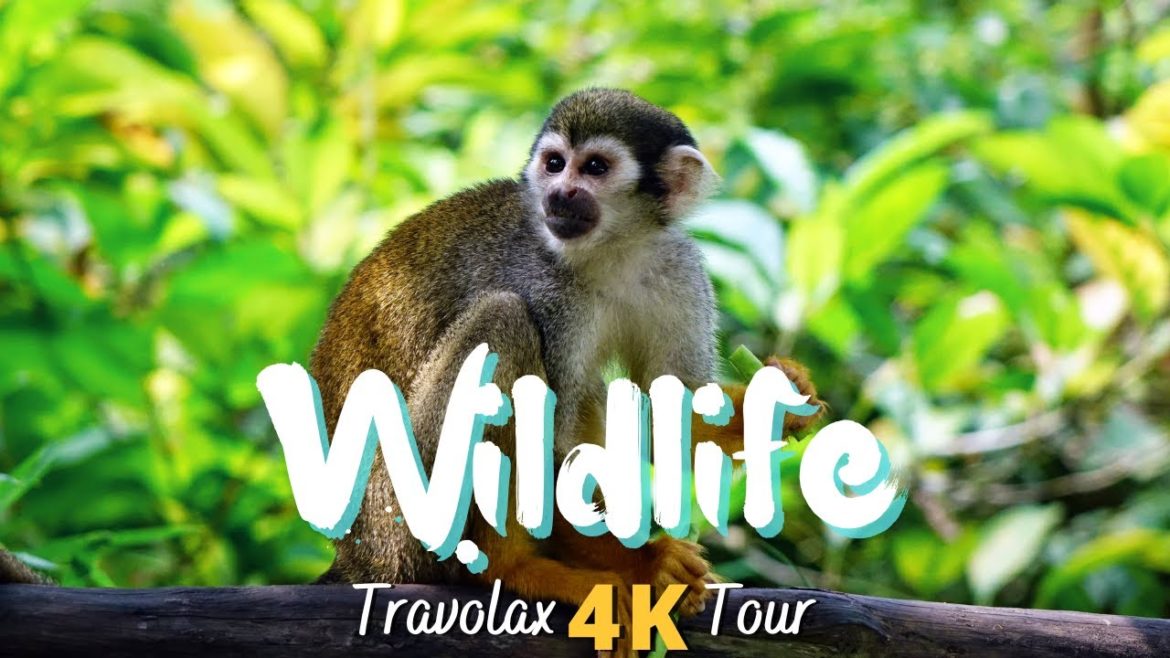 Wildlife around The World 4K Scenic Tour with Relaxing Blues Music