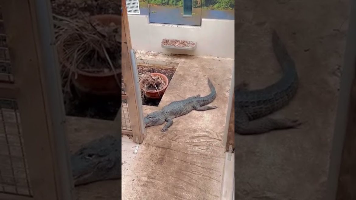 野毛山動物園 / Nogeyama Zoo #shorts 野毛山動物園 / Nogeyama Zoo #shorts