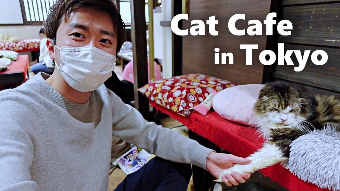 Rescue Cat Cafe in Tokyo (feat. @On The World Stage) // Japan Travel Guide