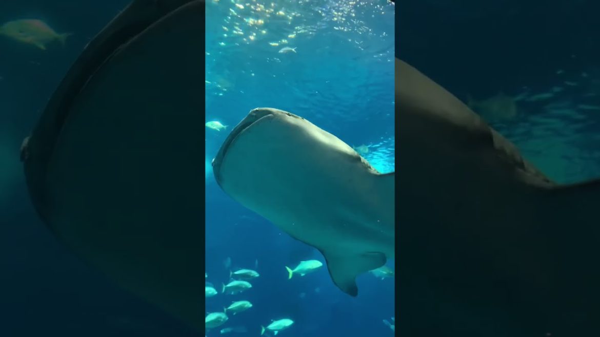 Travel around Japan 美ら海水族館でジンベイザメに遭遇！ #shorts