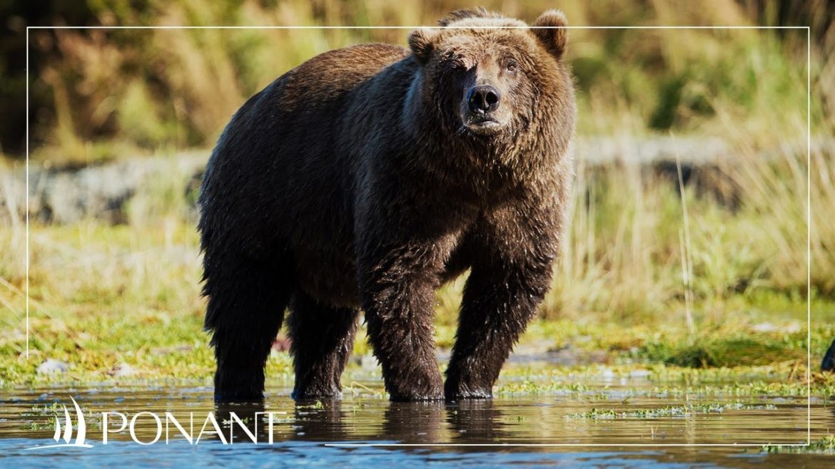 The extraordinary wildlife to be found in the State of Alaska, with José Sarica | PONANT The extraordinary wildlife to be found in the State of Alaska, with José Sarica | PONANT