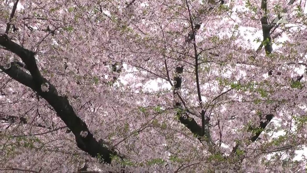 春の十和田官庁街通り（駒街道） - 桜の絨毯 - 0123A