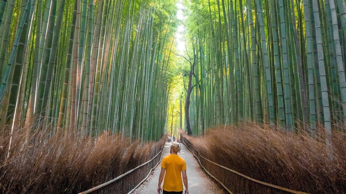 The Bamboo Forest in Kyoto Japan - Vlog 157