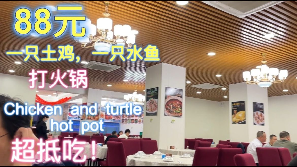 广州平民美食生活，超便宜！粤菜酒楼，88元一只走地鸡，一只水鱼，打火锅，吃不完，打包 Chicken and turtle hot pot|chinese street food|food tour