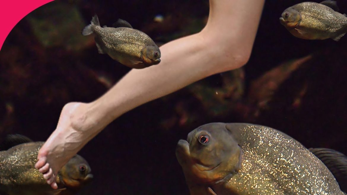 FISH ATTACK AT A JAPANESE AMUSEMENT PARK!! With FindmeinKurume