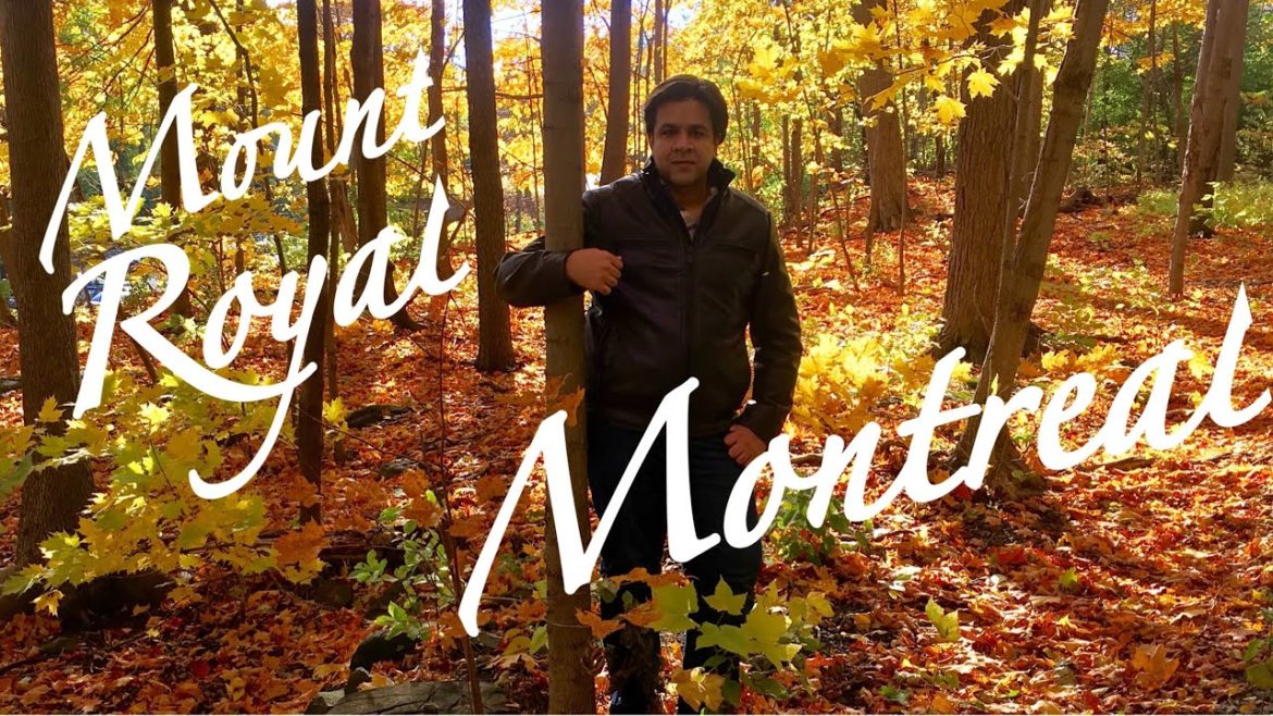 MONTREAL  |  FALL  |  YELLOW TREES  |  4K