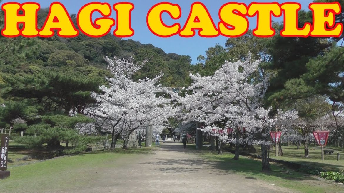 Hagi Castle, Yamaguchi in Cherry Blossom Season - 山口県萩城跡✿指月公園 - Japan As It Truly Is