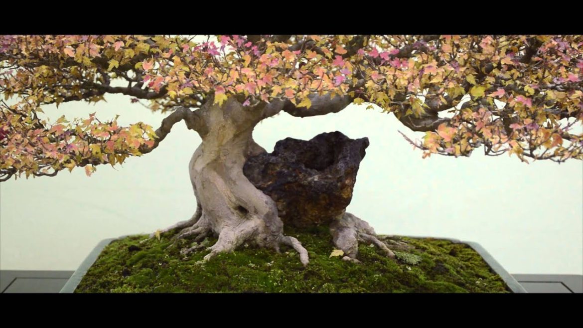 The Kyoto Network - Taikan ten