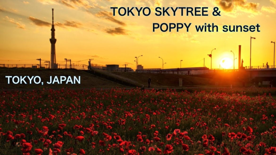 【TOKYO SKYTREE and POPPY flower field in SUNSET】JAPAN TRAVEL in Tokyo　Walking in Tokyo TOKYO TRAVEL
