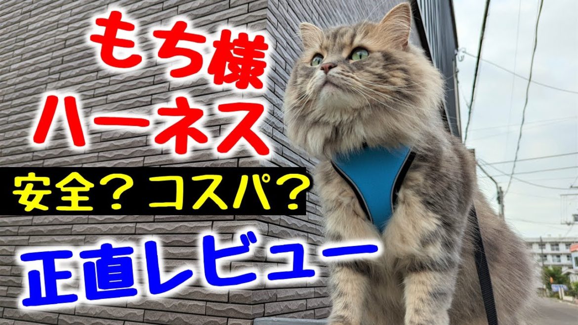あのハーネスって実際どうなの！？コスパと安全性を正直レビュー！【猫用ハーネス１０種お試し企画】