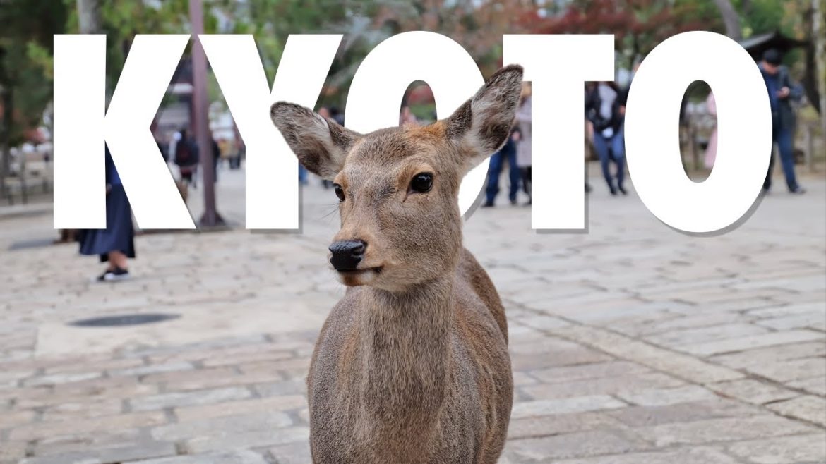 Things to do in Kyoto | Kyoto Travel Guide Things to do in Kyoto | Kyoto Travel Guide