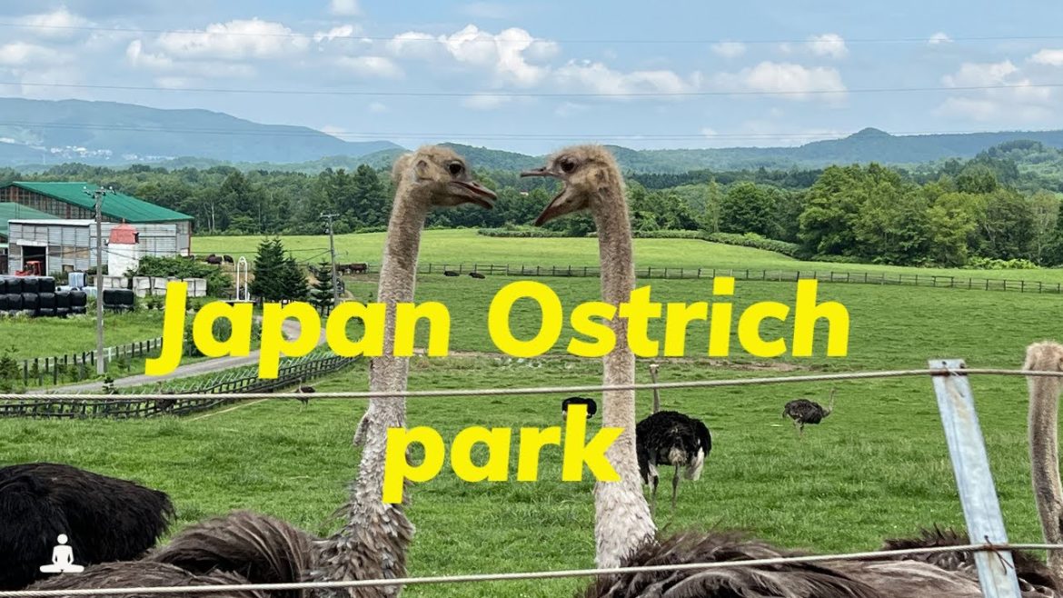 Ostrich Park Hokkaido Japan.