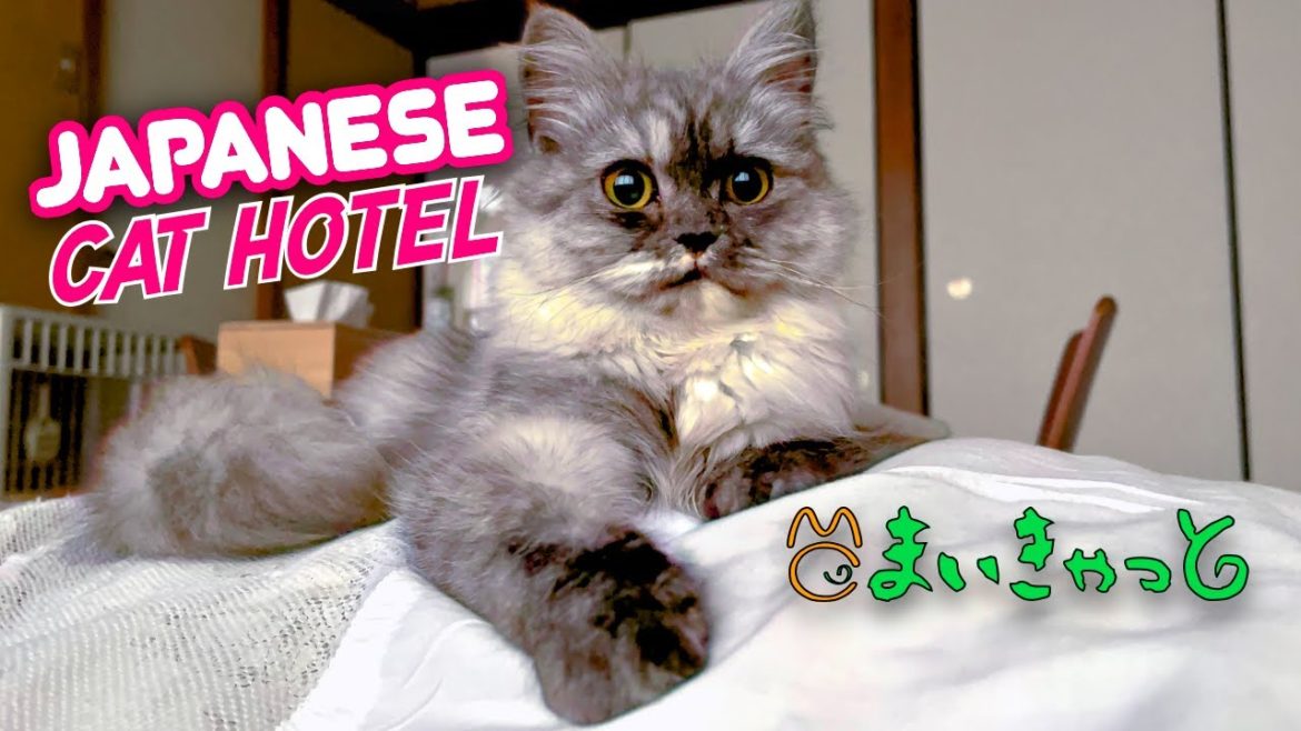 What is a Japanese Cat Hotel REALLY like? 😻