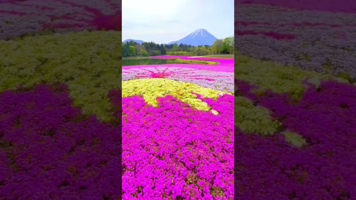 Mount Fuji, Japan #shorts
