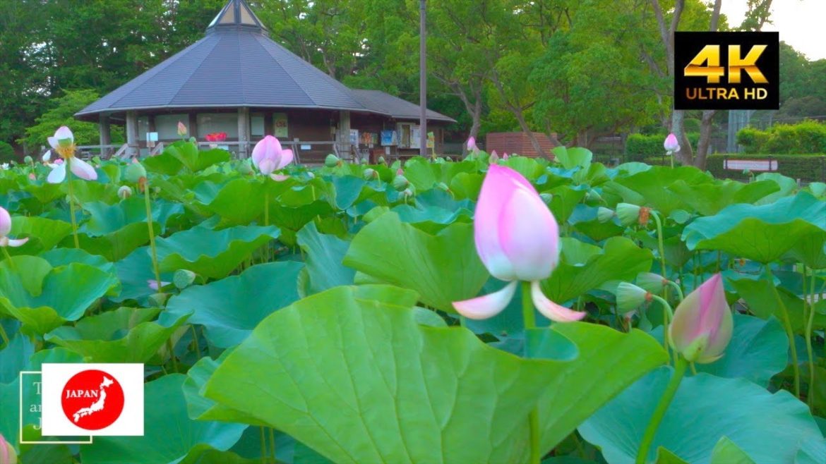 Travel around Japan 千葉公園!千葉市民憩いの場を散歩してきました! Travel around Japan 千葉公園!千葉市民憩いの場を散歩してきました!