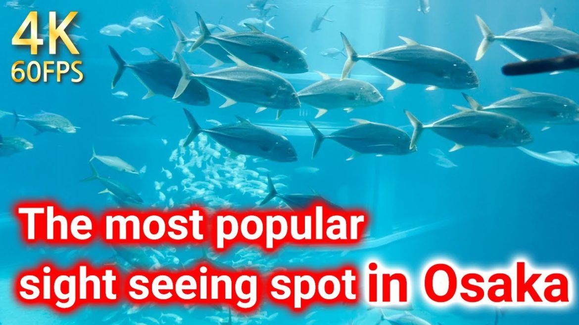 Osaka's No. 1 tourist spot, Osaka Kaiyukan, is the largest aquarium near Shinchi that can be enjoyed Osaka's No. 1 tourist spot, Osaka Kaiyukan, is the largest aquarium near Shinchi that can be enjoyed