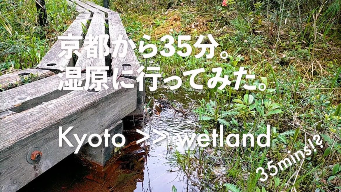 京都から35分。滋賀県の湿原に行ってみた|Wetland 35 mins away from Kyoto. 京都から35分。滋賀県の湿原に行ってみた|Wetland 35 mins away from Kyoto.