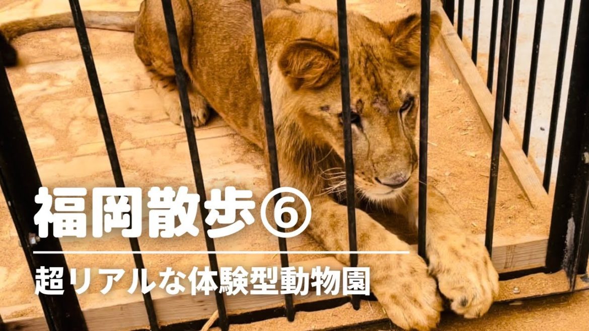 【いきものキングダム】北九州 小倉ランチ/ビアガーデン/動物餌やり/子狐抱っこ/鷹匠/蛇首巻き/ Animal feeding / Snake neck wrap / Fox hug