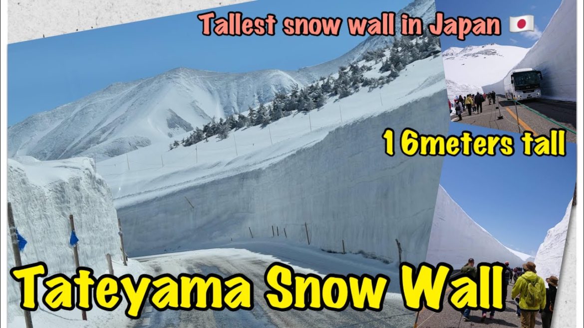 Tateyama Snow Wall | Cable Car&Bus Tour Alpine Route From Tateyama Station To Murodo,Toyama Ken🇯🇵