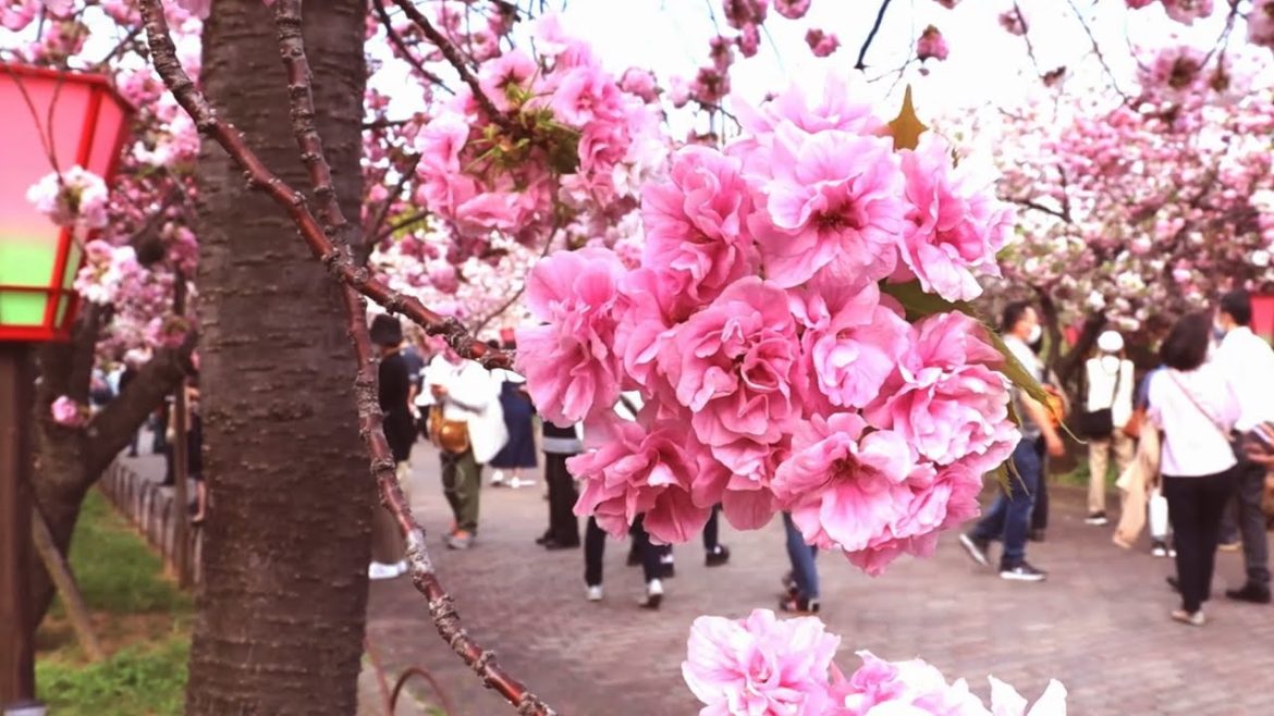 Best place to see cherry blossom in Osaka Japan : Travel Japan Best place to see cherry blossom in Osaka Japan : Travel Japan