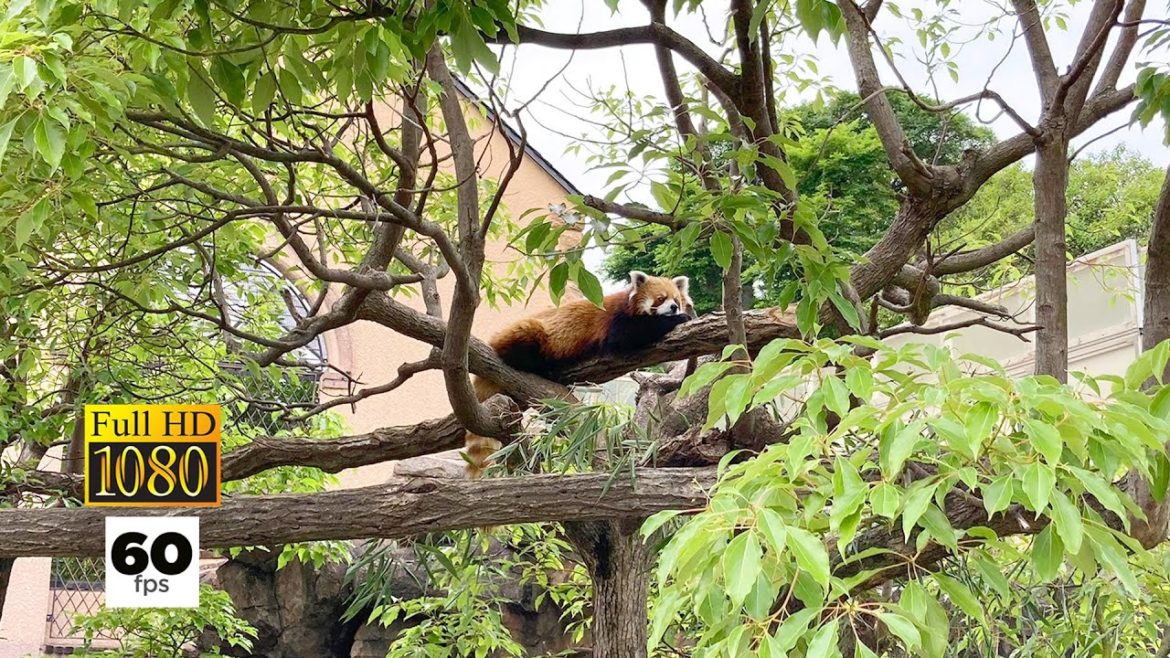 JAPAN TRAVEL | Kobe Oji Zoo | Kobe's famous zoo (Part 2) JAPAN TRAVEL | Kobe Oji Zoo | Kobe's famous zoo (Part 2)