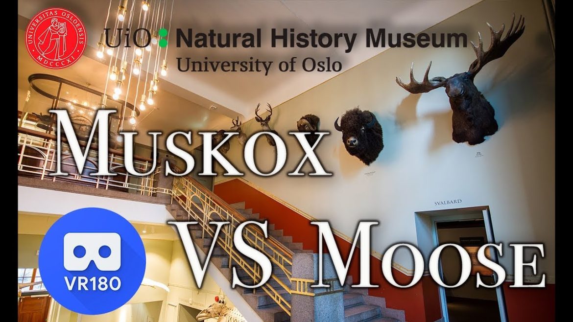VR180 - Virtual tour - Muskox vs Moose - Museum of natural history