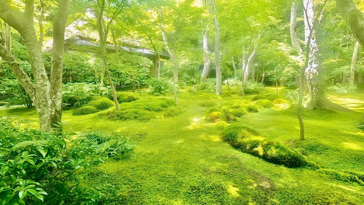 Kyoto Travel Vlog | Beautiful Japanese Temples and Amazing Street Food