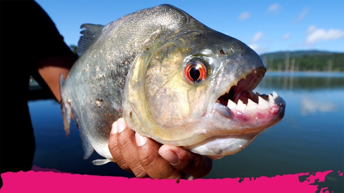 Fishing PIRANHAS for BREAKFAST in the BIGGEST LAKE in Suriname | Stone Island, Suriname