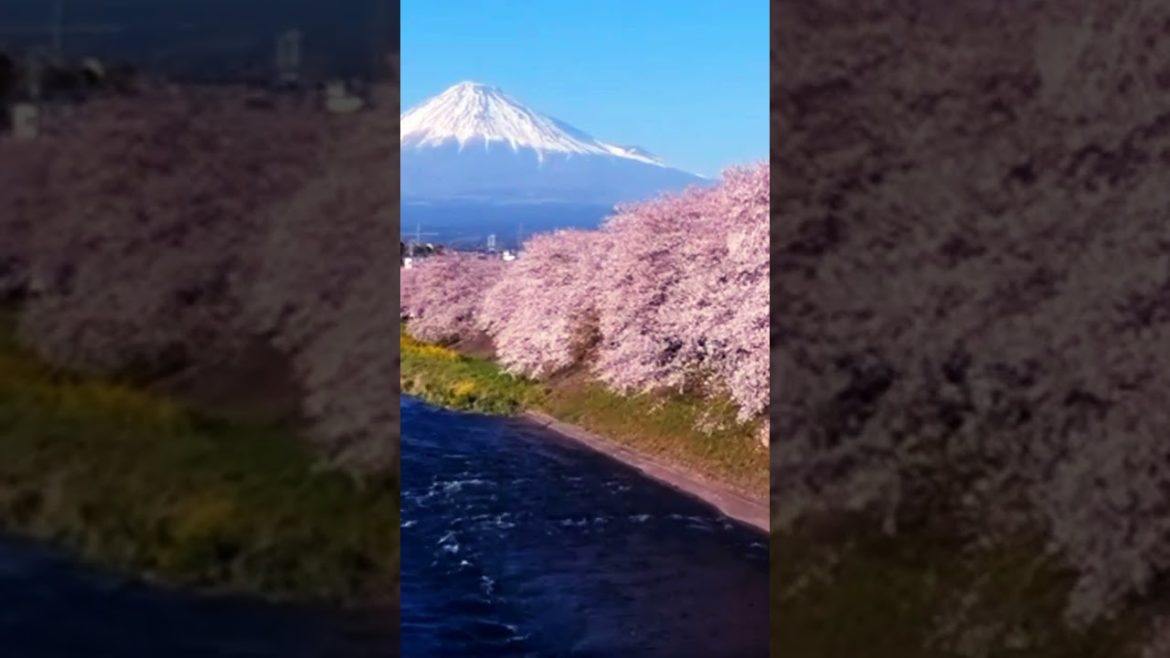 #shorts beautiful travel place in Japan pink valley