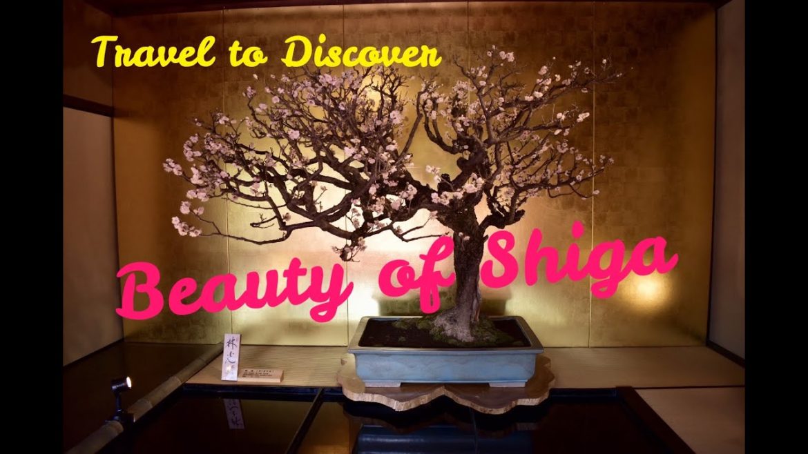 【Vlog - 15】Beauty of Shiga, Japan / Bonbai Plum Tree Exhibition and Tree of Beauty