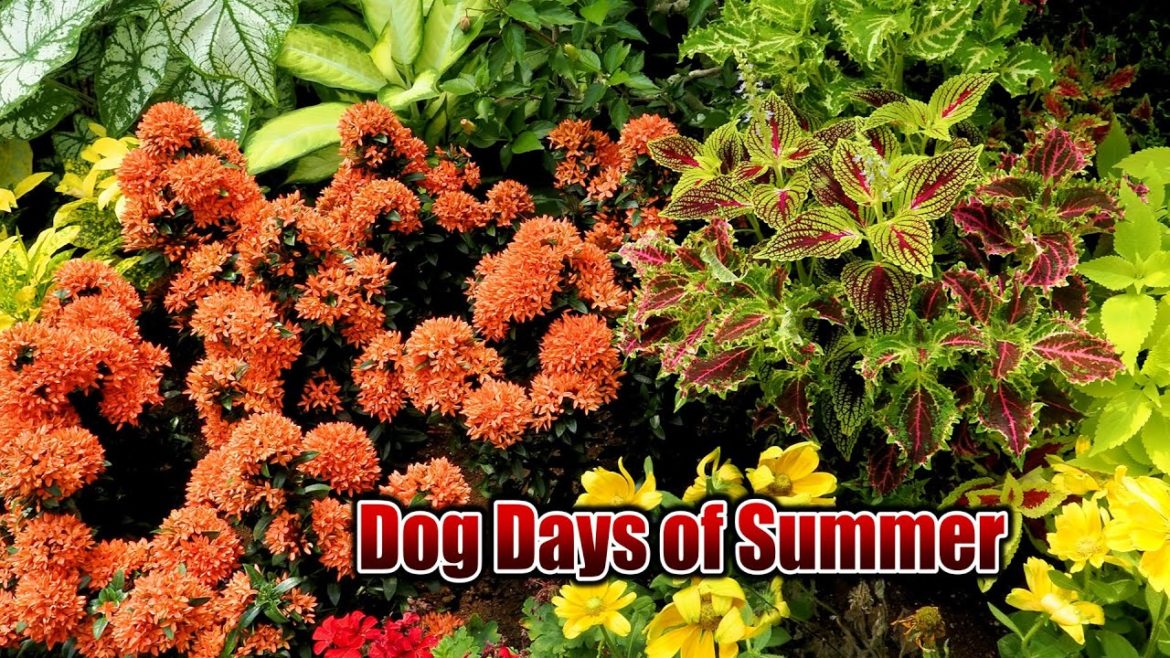 Walking around the Gardens in the Dog Days of Summer. 夏花壇とレンゲショウマと光る川 Walking around the Gardens in the Dog Days of Summer. 夏花壇とレンゲショウマと光る川