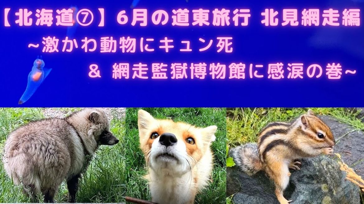 【北海道⑦-1】6月の道東旅行 北見・網走編 ~激カワたぬきにキュン死&網走監獄博物館&道東グルメ&ホテルドーミーイン網走&網走観光~ 【北海道⑦-1】6月の道東旅行 北見・網走編 ~激カワたぬきにキュン死&網走監獄博物館&道東グルメ&ホテルドーミーイン網走&網走観光~