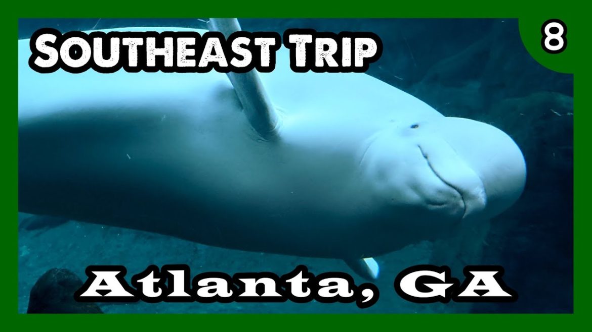 Southeast Trip Part 8: Atlanta GA, Georgia Aquarium, Waffles & Waffles, The Varsity - ParoDeeJay