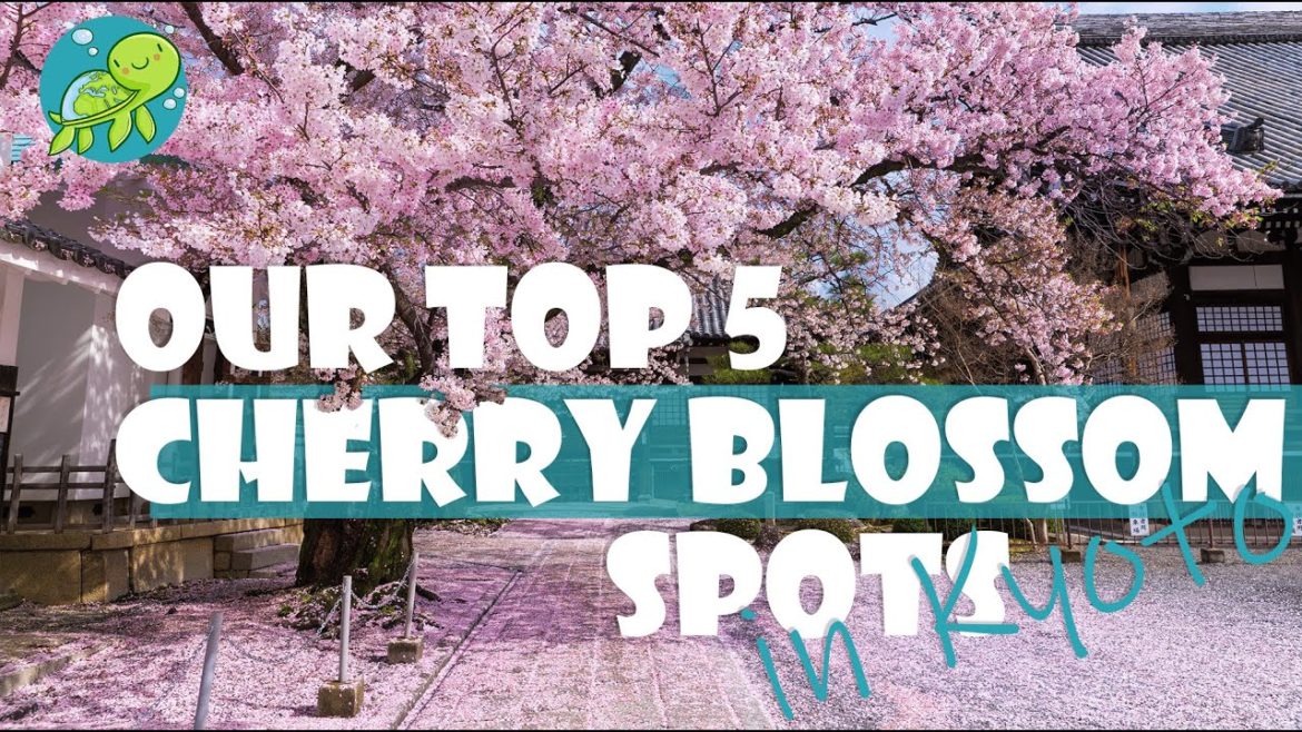 Our TOP 5 CHERRY BLOSSOM Spots in Kyoto