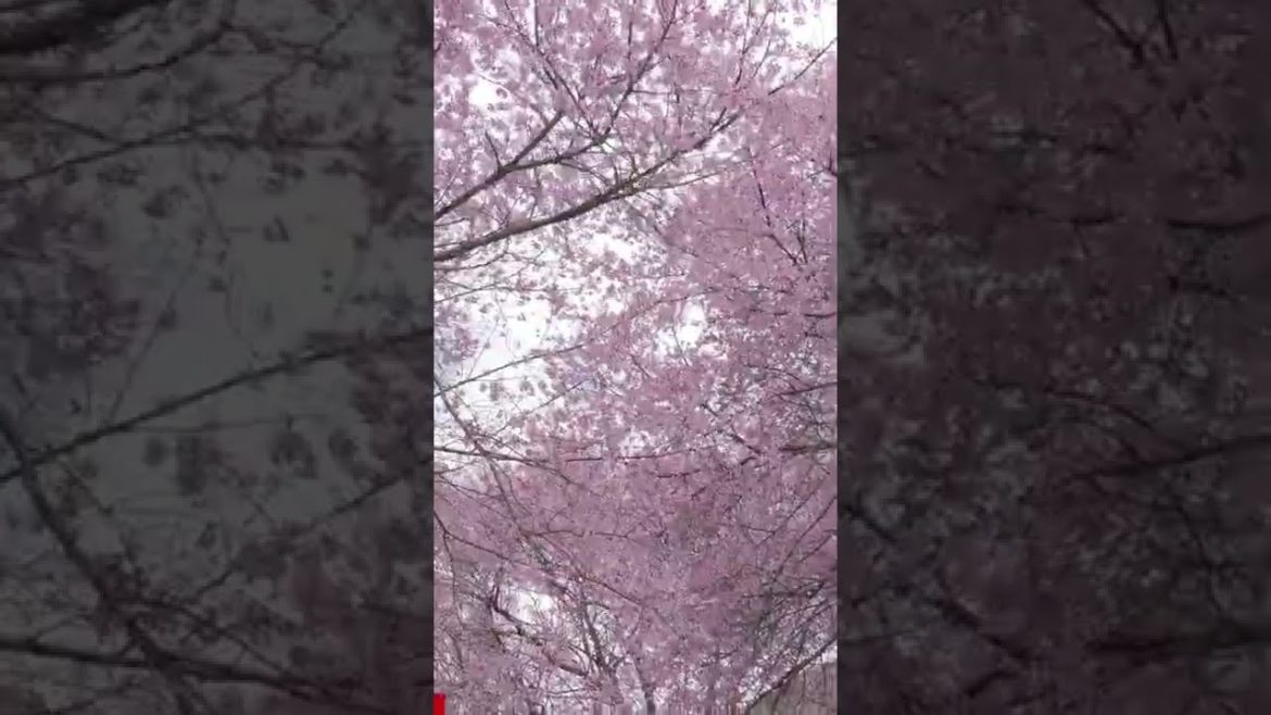 Japanese Cherry Blossom Japanese Cherry Blossom