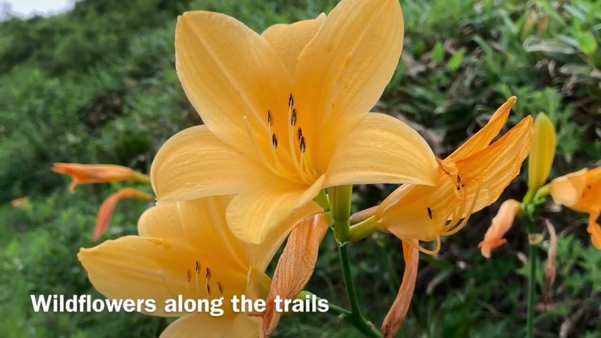 Hakuba Nagano Japan Summer 2022 - scenic drive, aerial lift rides, alpine hike and more!