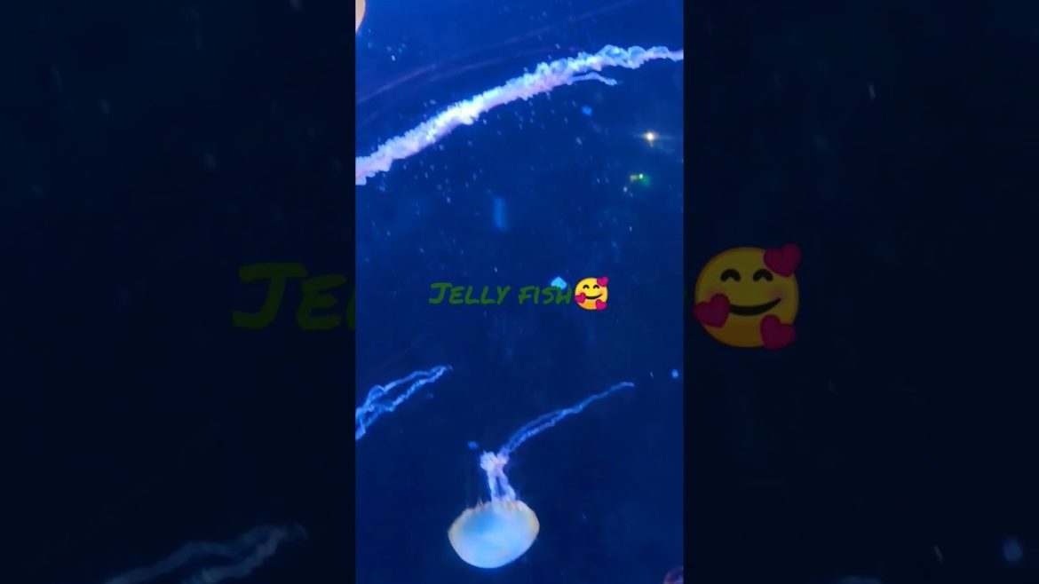 Sea Paradise Yokohama... Must visit place in Japan ❤️ #shorts #japan #日本