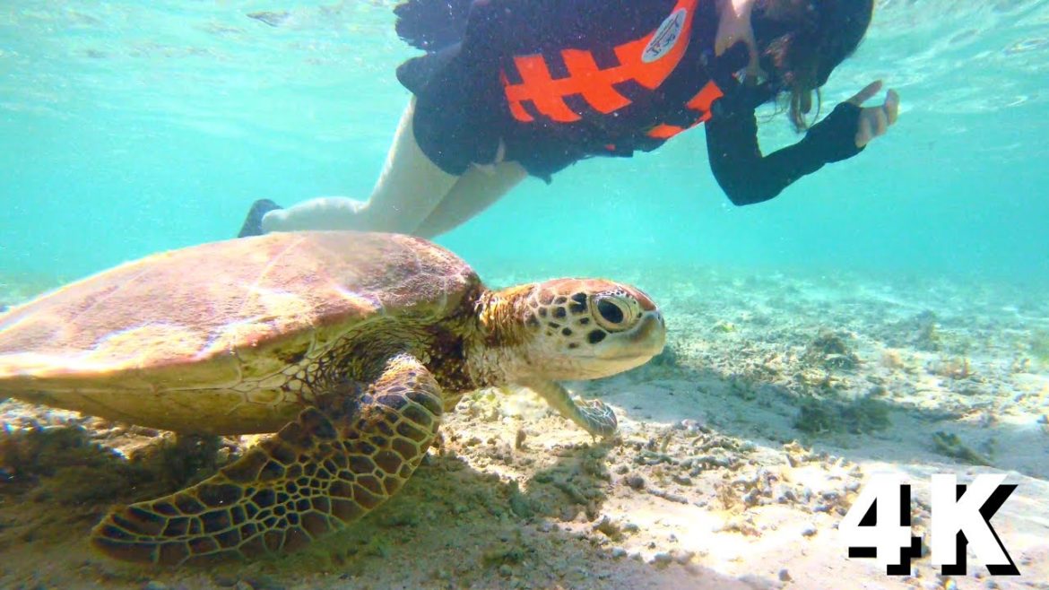 【4K Aragusuku Beach】 Miyako Island, Okinawa #新城ビーチ宮古島 #miyakoisland #seaturtle