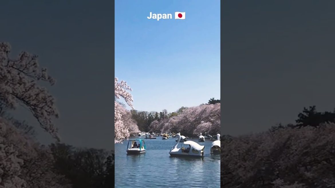 #japan #mayojapan #nature #beauty #😍#sharlojapan #japanvlog  #water #shorts