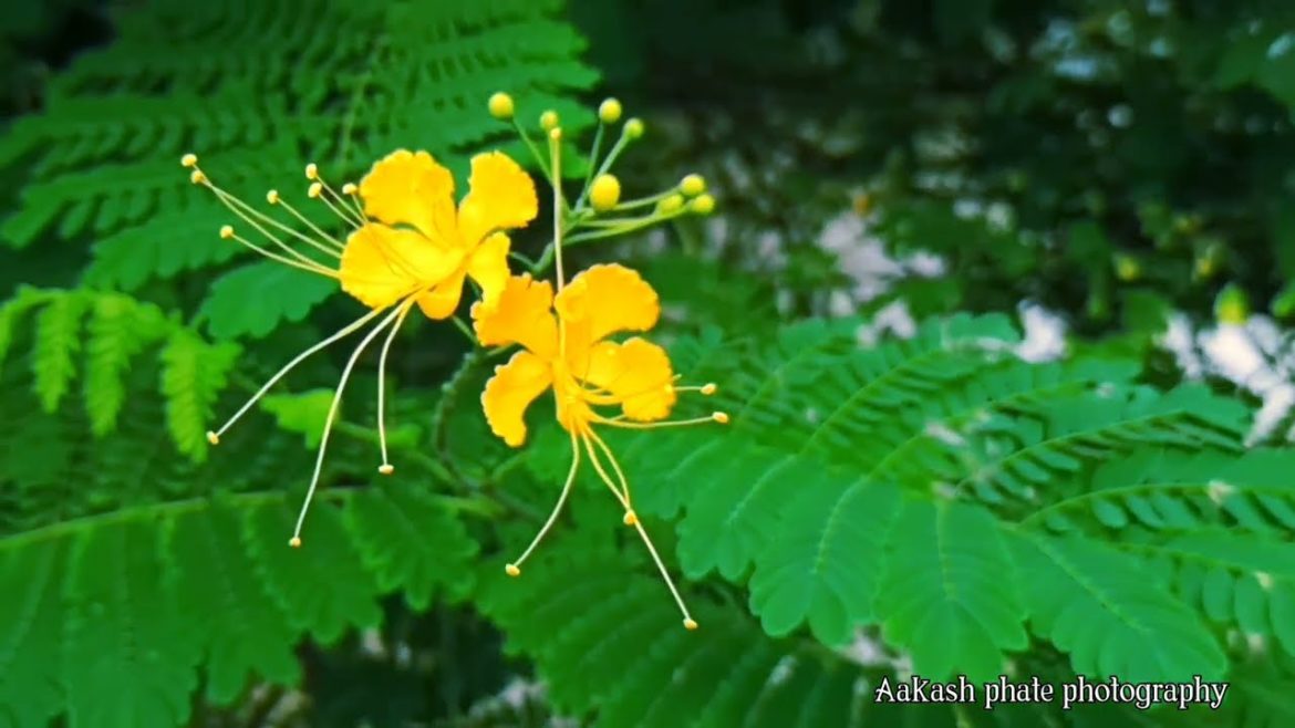 How to do Cinematic Video in 5 Minutes or Less|The Best Cinematic Vlogs on YouTube How to do Cinematic Video in 5 Minutes or Less|The Best Cinematic Vlogs on YouTube